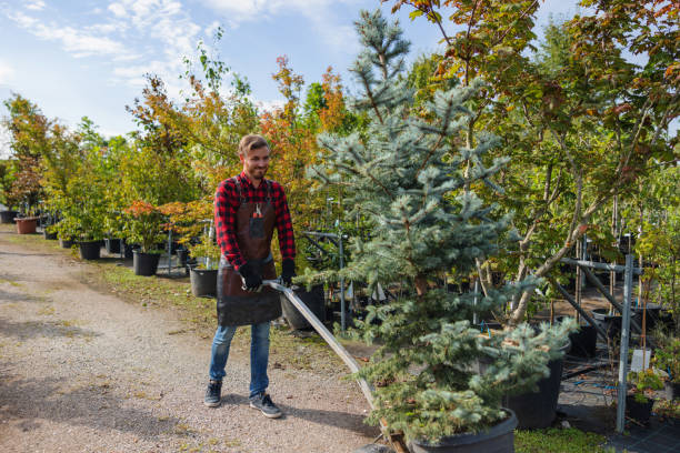 Tree and Shrub Care in Hardwick, GA