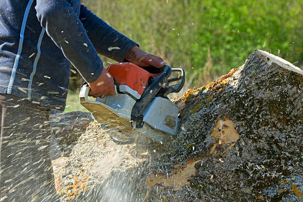 Trusted Hardwick, GA Tree Removal Experts